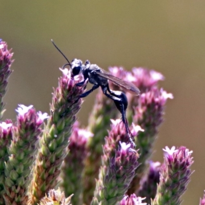 Isodontia sp. (genus) (Unidentified Grass-carrying wasp) at Tuggeranong DC, ACT - 7 Feb 2019 by RodDeb