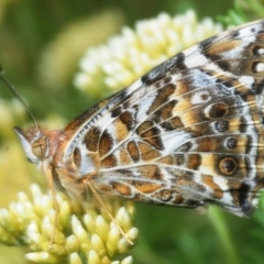 Vanessa kershawi (Australian Painted Lady) at Kosciuszko National Park, NSW - 5 Feb 2019 by Harrisi