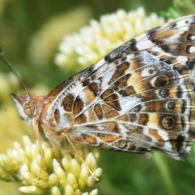 Vanessa kershawi (Australian Painted Lady) at Kosciuszko National Park, NSW - 6 Feb 2019 by Harrisi