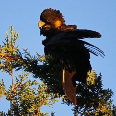 Zanda funerea (Yellow-tailed Black-Cockatoo) at Macarthur, ACT - 7 Feb 2019 by RodDeb