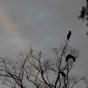 Zanda funerea at Macarthur, ACT - 7 Feb 2019 07:59 PM