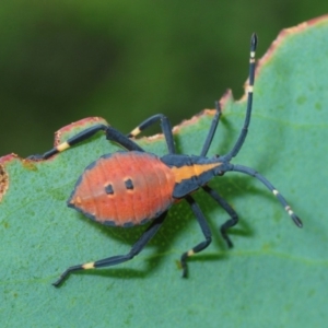 Amorbus sp. (genus) at Kosciuszko National Park, NSW - 6 Feb 2019