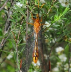 Nymphes myrmeleonoides (Blue eyes lacewing) at East Jindabyne, NSW - 7 Feb 2019 by Harrisi