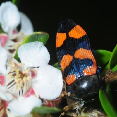 Castiarina thomsoni (A jewel beetle) at Kosciuszko National Park, NSW - 5 Feb 2019 by Harrisi