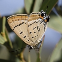 Jalmenus ictinus (Stencilled Hairstreak) at Michelago, NSW - 11 Jan 2019 by Illilanga