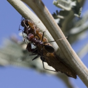 Jalmenus ictinus at Michelago, NSW - 12 Jan 2019