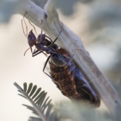 Jalmenus ictinus at Michelago, NSW - 12 Jan 2019