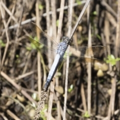 Orthetrum caledonicum (Blue Skimmer) at Michelago, NSW - 12 Jan 2019 by Illilanga