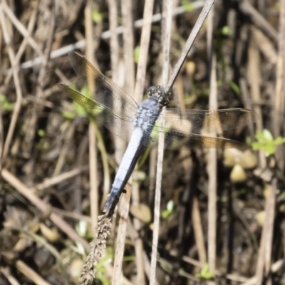 Orthetrum caledonicum (Blue Skimmer) at Michelago, NSW - 12 Jan 2019 by Illilanga
