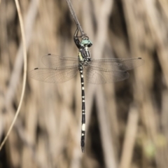 Parasynthemis regina (Royal Tigertail) at Michelago, NSW - 12 Jan 2019 by Illilanga