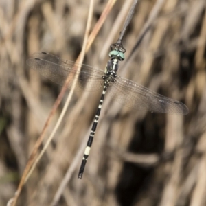 Parasynthemis regina at Michelago, NSW - 12 Jan 2019 09:30 AM