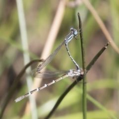 Austrolestes leda (Wandering Ringtail) at Michelago, NSW - 11 Jan 2019 by Illilanga