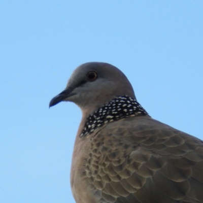 Spilopelia chinensis (Spotted Dove) at Kambah, ACT - 7 Feb 2019 by MatthewFrawley