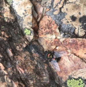 Rutilia (Chrysorutilia) sp. (genus & subgenus) at Uriarra, NSW - 7 Feb 2019