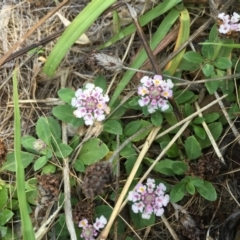 Phyla canescens (Lippia) at Chapman, ACT - 8 Feb 2019 by nrivett