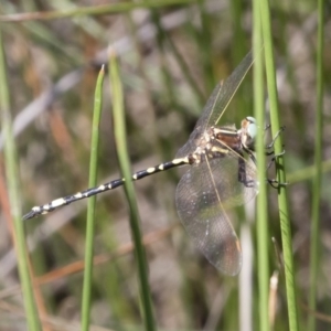 Synthemis eustalacta at Michelago, NSW - 12 Jan 2019 09:28 AM