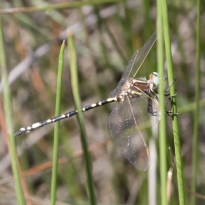 Synthemis eustalacta (Swamp Tigertail) at Michelago, NSW - 12 Jan 2019 by Illilanga