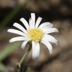 Brachyscome aculeata (Hill Daisy) at Michelago, NSW - 12 Jan 2019 by Illilanga