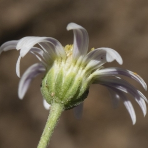 Brachyscome aculeata at Illilanga & Baroona - 12 Jan 2019