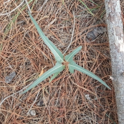 Brachychiton populneus subsp. populneus (Kurrajong) at Isaacs, ACT - 8 Feb 2019 by Mike