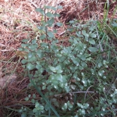 Pittosporum tenuifolium (Kohuhu) at Isaacs, ACT - 8 Feb 2019 by Mike