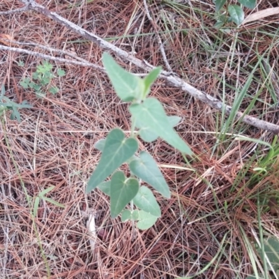 Oxypetalum coeruleum (Tweedia or Southern Star) at Isaacs, ACT - 8 Feb 2019 by Mike