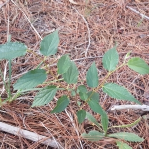 Celtis australis at Isaacs, ACT - 8 Feb 2019 09:46 AM