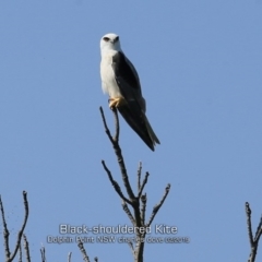 Elanus axillaris (Black-shouldered Kite) at Dolphin Point, NSW - 3 Feb 2019 by Charles Dove