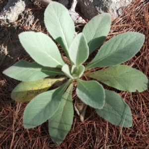 Verbascum thapsus subsp. thapsus at Isaacs, ACT - 8 Feb 2019