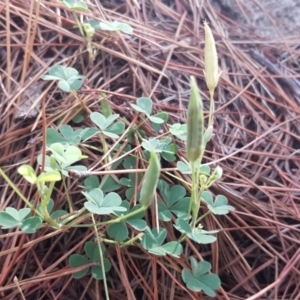 Oxalis exilis at Isaacs, ACT - 8 Feb 2019 09:50 AM