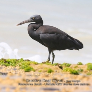 Egretta sacra at Ulladulla, NSW - 4 Feb 2019 12:00 AM