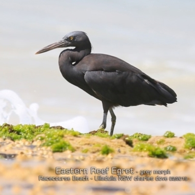 Egretta sacra (Eastern Reef Egret) at Ulladulla, NSW - 3 Feb 2019 by Charles Dove