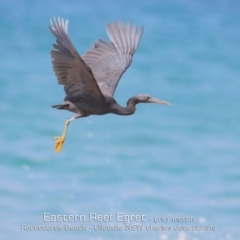 Egretta sacra at Ulladulla, NSW - 4 Feb 2019 12:00 AM