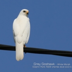 Accipiter novaehollandiae (Grey Goshawk) at Dolphin Point, NSW - 3 Feb 2019 by Charles Dove