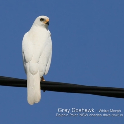 Tachyspiza novaehollandiae (Grey Goshawk) at Dolphin Point, NSW - 4 Feb 2019 by CharlesDove