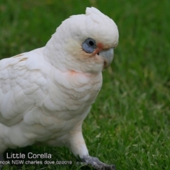 Cacatua sanguinea (Little Corella) at Mollymook, NSW - 5 Feb 2019 by CharlesDove