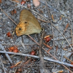 Hypocysta metirius (Brown Ringlet) at Ulladulla, NSW - 1 Feb 2019 by CharlesDove