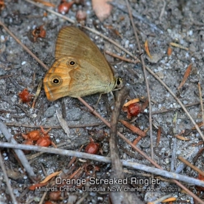 Hypocysta metirius (Brown Ringlet) at Ulladulla, NSW - 31 Jan 2019 by Charles Dove