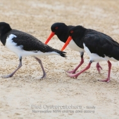 Haematopus longirostris (Australian Pied Oystercatcher) at Narrawallee, NSW - 5 Feb 2019 by CharlesDove