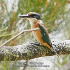 Todiramphus sanctus (Sacred Kingfisher) at Narrawallee, NSW - 5 Feb 2019 by CharlesDove