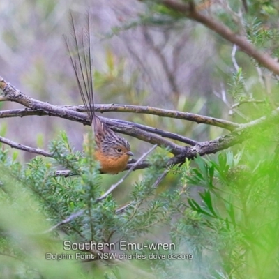 Stipiturus malachurus (Southern Emuwren) at Dolphin Point, NSW - 3 Feb 2019 by CharlesDove