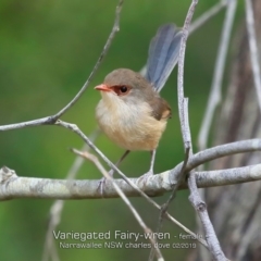 Malurus lamberti (Variegated Fairywren) at Narrawallee Bushcare - 5 Feb 2019 by CharlesDove