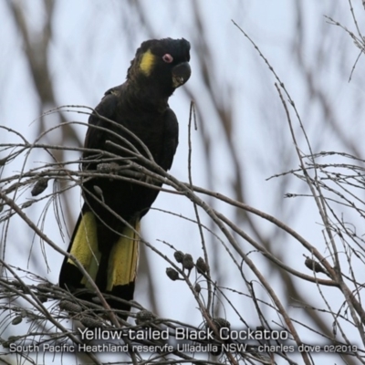 Zanda funerea (Yellow-tailed Black-Cockatoo) at Ulladulla, NSW - 4 Feb 2019 by CharlesDove