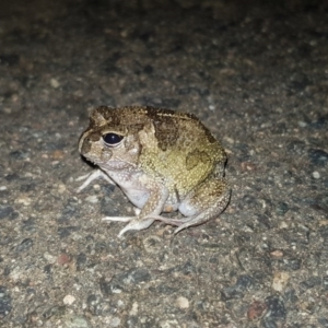 Neobatrachus sudellae at Majura, ACT - 7 Feb 2019 08:57 PM