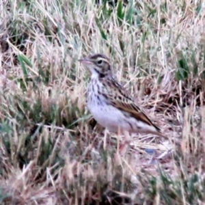 Anthus australis at Harrison, ACT - 20 Jan 2019 10:48 AM