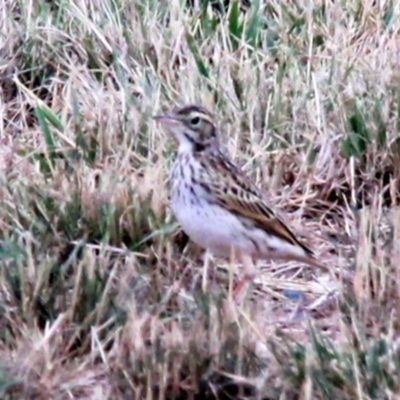 Anthus australis (Australian Pipit) at Harrison, ACT - 19 Jan 2019 by davobj