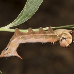 Neola semiaurata (Wattle Notodontid Moth) at Acton, ACT - 8 Feb 2019 by AlisonMilton