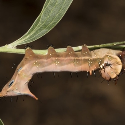 Neola semiaurata (Wattle Notodontid Moth) at Acton, ACT - 8 Feb 2019 by Alison Milton