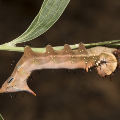 Neola semiaurata (Wattle Notodontid Moth) at Acton, ACT - 8 Feb 2019 by AlisonMilton
