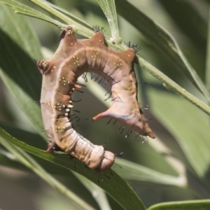 Neola semiaurata at Acton, ACT - 8 Feb 2019